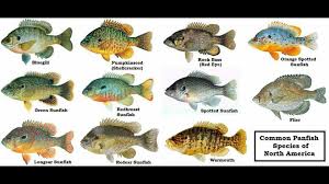 Panfish Identification Aquaponics Fish Fish Best Fish