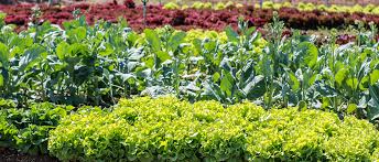 Vegetable Garden Layout 7 Tips For