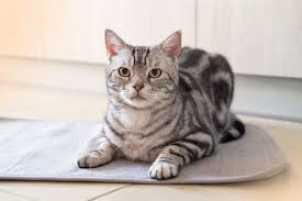how big do american shorthair cats get