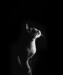 Street Cat Portrait Black Dark Hd