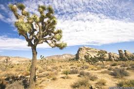 mojave desert facts map information