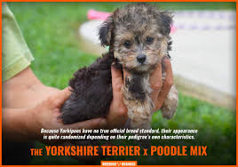 teacup yorkie mixed with poodle