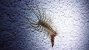identify and control centipedes