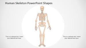Human Skeleton Powerpoint Shapes
