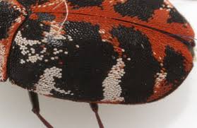 common carpet beetle the backyard