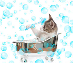 Résultat de recherche d'images pour "image chat et gant de toilette"