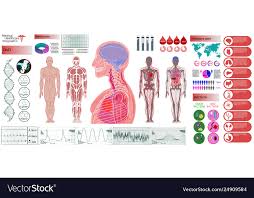 Human Anatomy Body With Internal Organs