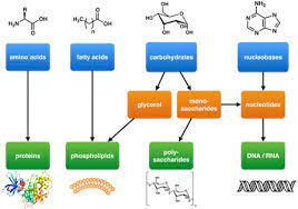of carbohydrates lipids and proteins