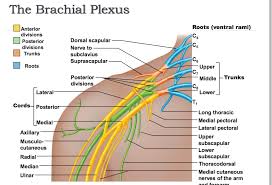 Brachial Plexus Cervical Sympathetic Trunk Brachial Plexus