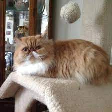 Our champion russian pedigreed siberians freely roam our house… Beautiful Adult Himalayan And Persian Cats For Sale In Cincinnati Ohio Classified Americanlisted Com