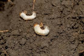 how to stop grubs in your lawn