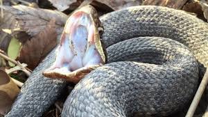 Cottonmouth Or Water Snake Test