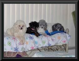 poodle puppies toy teacup tiny toy