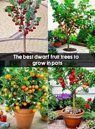 The Best Dwarf Fruit Trees To Grow In