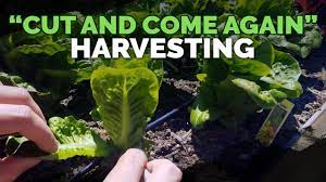 maximize harvesting lettuce with the