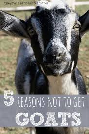 5 reasons not to get goats the