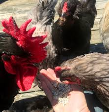 Come up with a sound that your chickens will recognize during the training session (these sounds are called bridges). 4 Tasks And Tricks You Can Train Chickens To Do Hobby Farms