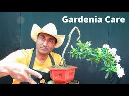 Bonsai Gardenia Care
