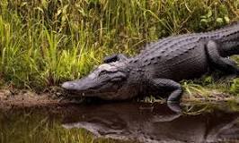 are-there-alligators-in-lake-okeechobee