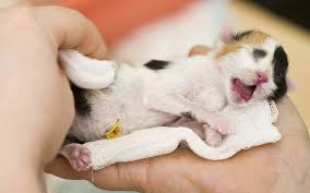 newborn kittens size growth