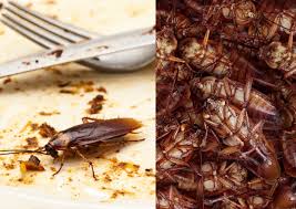 mive roach outbreak in sa here