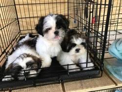 While the above list is almost exclusively for names of male dogs, owners of female shih tzu puppies have no cause for alarm. Shih Tzu Puppies For Sale 5 Tips On How To Find The Right One Discover Shih Tzu Puppies Near Me