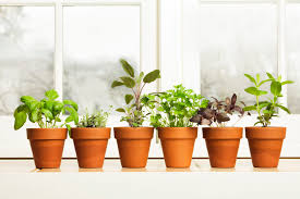 How To Plant An Herb Garden Right In