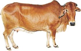 Cow Is A Domestic Animal   The Best Cow      A Southern Gypsy essay on cow