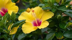 is the hibiscus a shrub tree or other