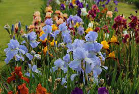 presby memorial iris gardens