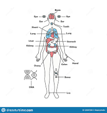 Female Human Anatomy Body Internal Organs Vector Diagram