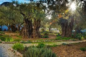 garden of gethsemane bilder