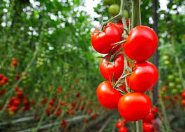 Can my cat had the odd red cherry tomato?? How To Grow Tomatoes Indoors Purewow