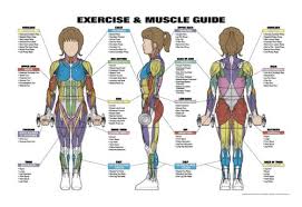 Amazon Com Exercise And Muscle Guide Female Fitness