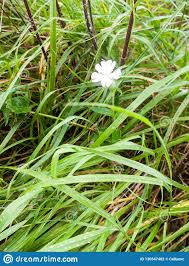 Beautiful White Single Flower Head Petals Green Grass Leaves