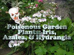 Many hydrangeas, including the mophead and lace cap hydrangea, have been cultivated in europe for centuries leading to a deep association with this region. Poisonous Garden Plants Iris Azalea And Hydrangea Dengarden