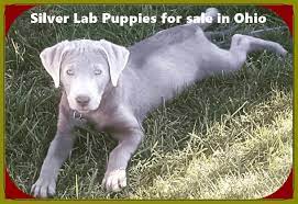 He is a sweet gentle pup. Silver Lab Puppies For Sale In Ohio Labrador Puppies 12 Best Breeders