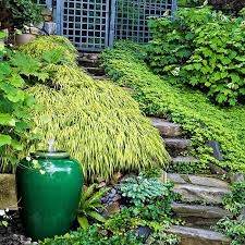 6 Ideas For Ground Cover Plants