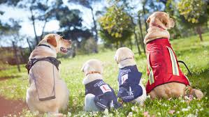 The dog and handler typically go through a training period where the handler learns the proper commands to give the dog and the signals the dog may give in return to mitigate the handler's ptsd. How Service Animals Help People With Anxiety