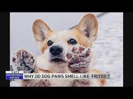 why do dogs paws smell like fritos