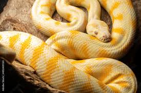 albino darwin carpet python yellow and