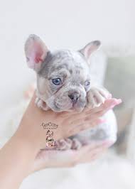 Advertise, sell, buy and rehome french bulldog dogs and puppies with pets4homes. French Bulldog Puppies For Sale By Teacups Puppies Boutique Teacup Puppies Boutique