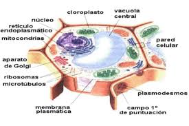 célula vegetal qué es partes
