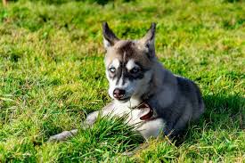 miniature husky