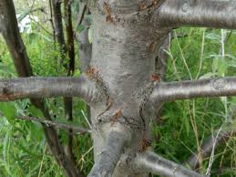 It ranges in height from 12 feet to 45 feet. Russian Olive Identification Leaves Bark Habitat Elaeagnus Angustifolia