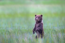 grizzly bear cub standing in gr fine
