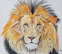 lion drawing drawing of happyjo