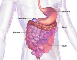 Gastrointestinal Tract Wikipedia