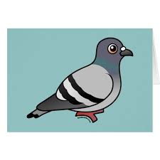 customizable rock pigeon greeting card