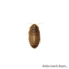 Inch Dubia Roaches